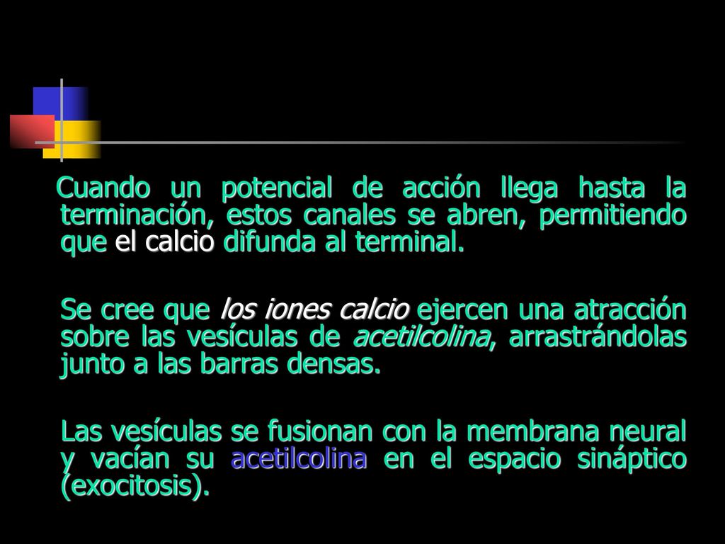 Cuando un potencial de acción llega hasta la terminación, estos canales se abren, permitiendo que el calcio difunda al terminal.