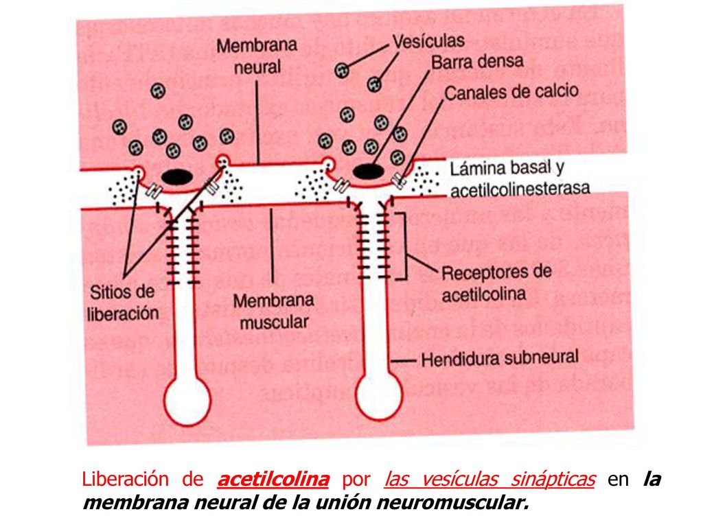 Liberación de acetilcolina por las vesículas sinápticas en la membrana neural de la unión neuromuscular.