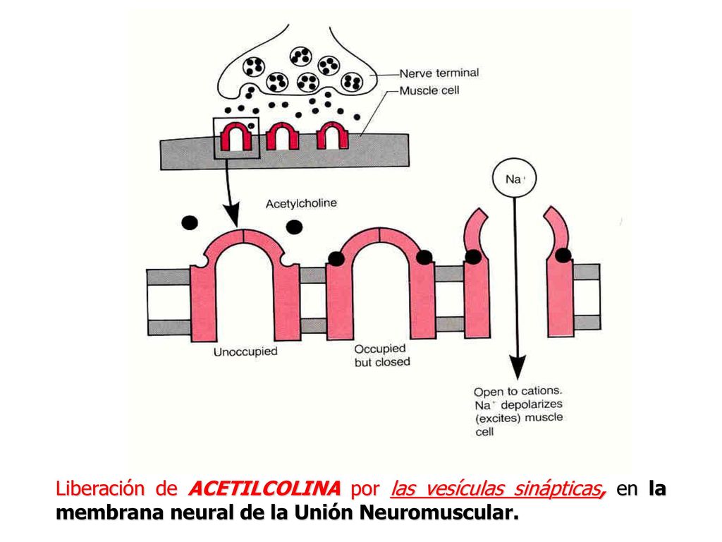 Liberación de ACETILCOLINA por las vesículas sinápticas, en la membrana neural de la Unión Neuromuscular.
