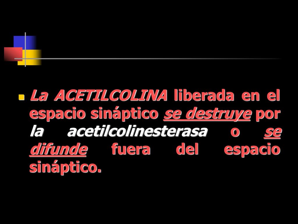 La ACETILCOLINA liberada en el espacio sináptico se destruye por la acetilcolinesterasa o se difunde fuera del espacio sináptico.