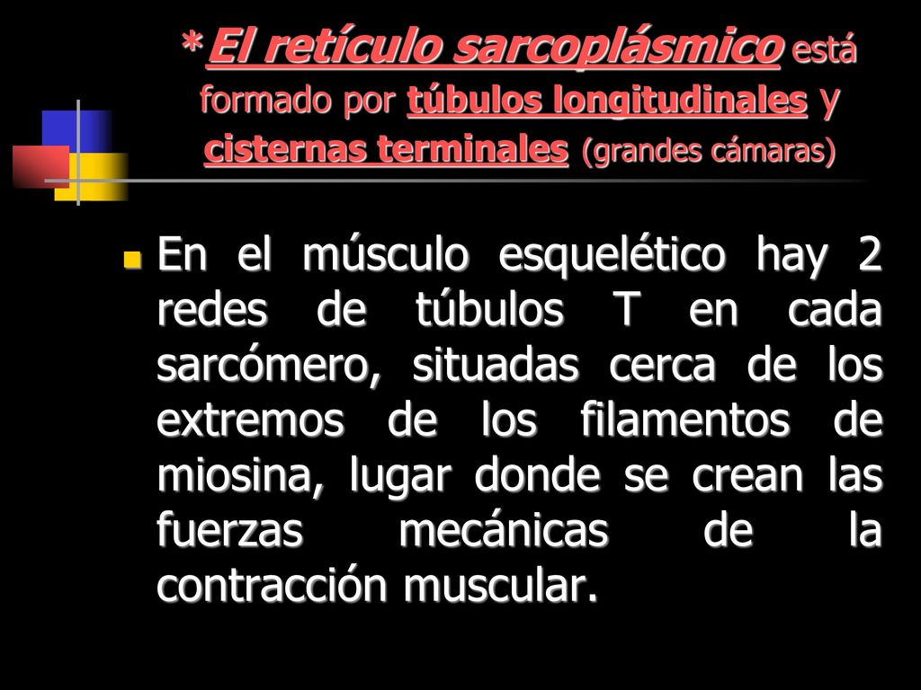 *El retículo sarcoplásmico está formado por túbulos longitudinales y cisternas terminales (grandes cámaras)