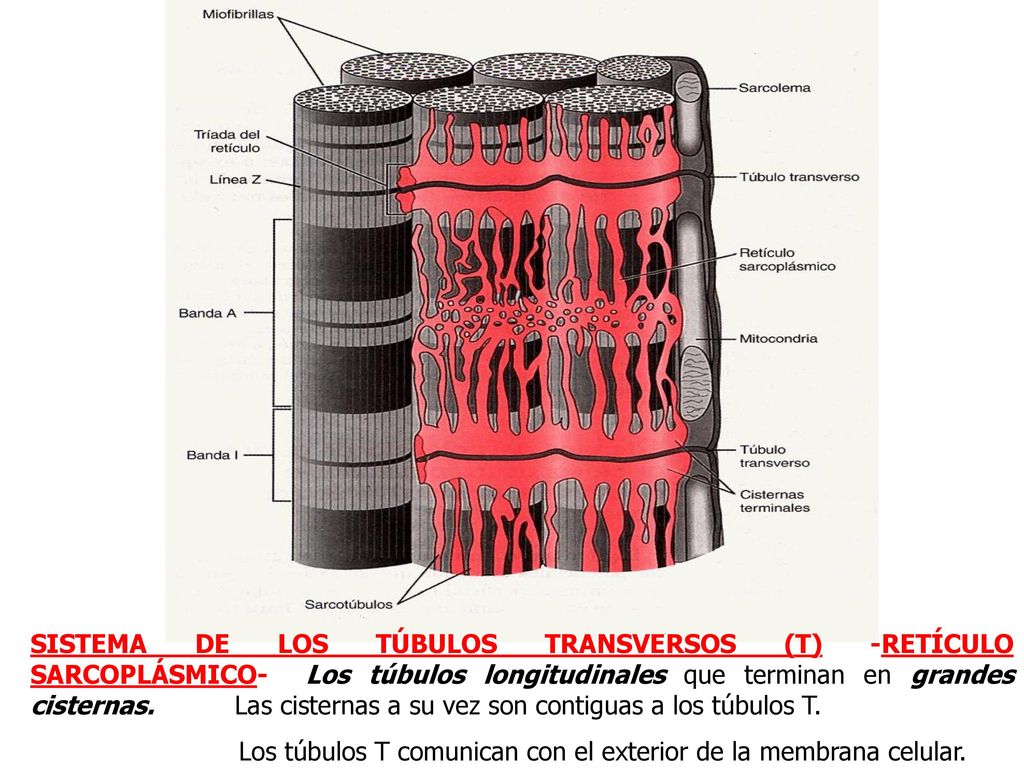 SISTEMA DE LOS TÚBULOS TRANSVERSOS (T) -RETÍCULO SARCOPLÁSMICO- Los túbulos longitudinales que terminan en grandes cisternas. Las cisternas a su vez son contiguas a los túbulos T.