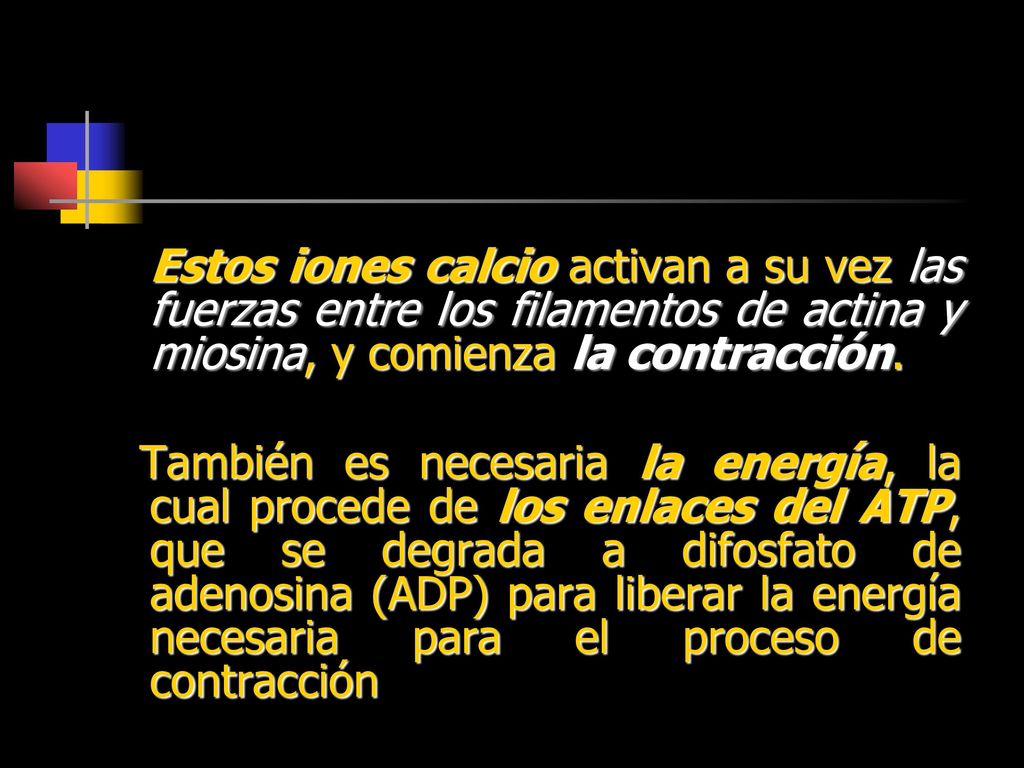 Estos iones calcio activan a su vez las fuerzas entre los filamentos de actina y miosina, y comienza la contracción.