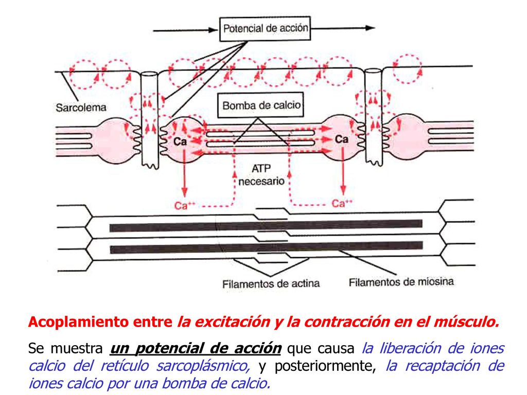Acoplamiento entre la excitación y la contracción en el músculo.
