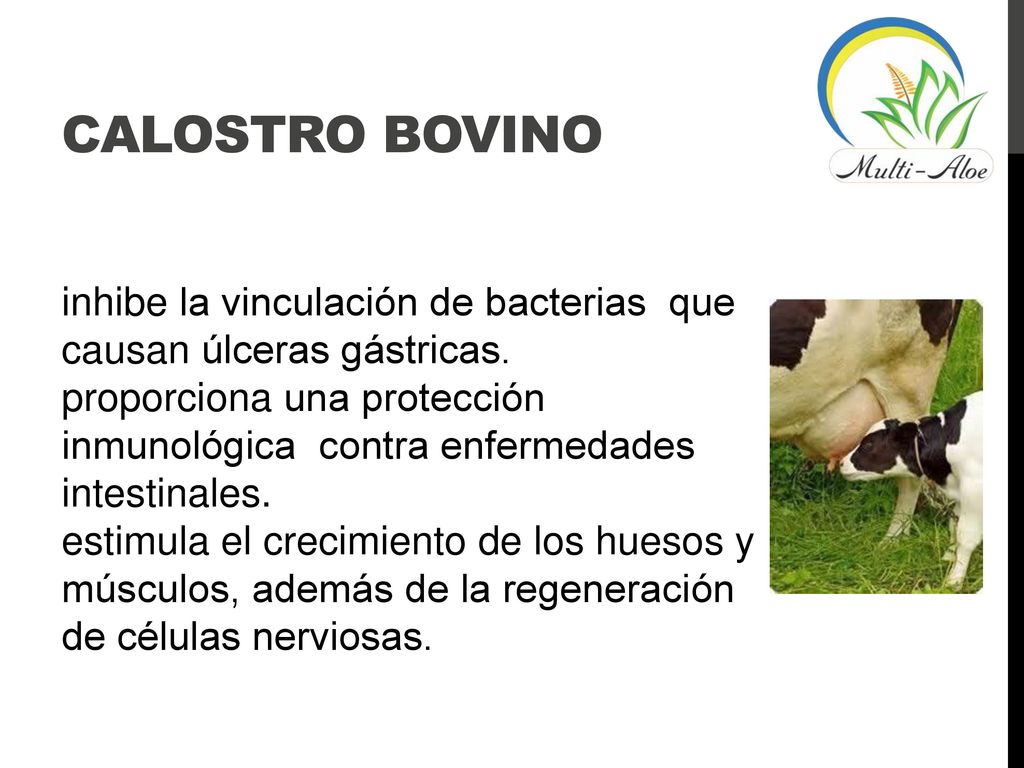 Calostro bovino inhibe la vinculación de bacterias que causan úlceras gástricas.