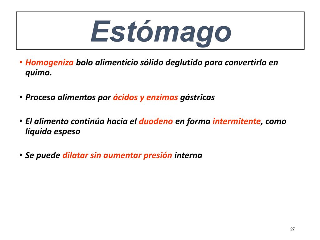 Estómago Homogeniza bolo alimenticio sólido deglutido para convertirlo en quimo. Procesa alimentos por ácidos y enzimas gástricas.