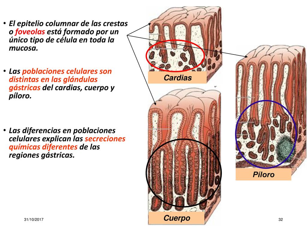 El epitelio columnar de las crestas o foveolas está formado por un único tipo de célula en toda la mucosa.
