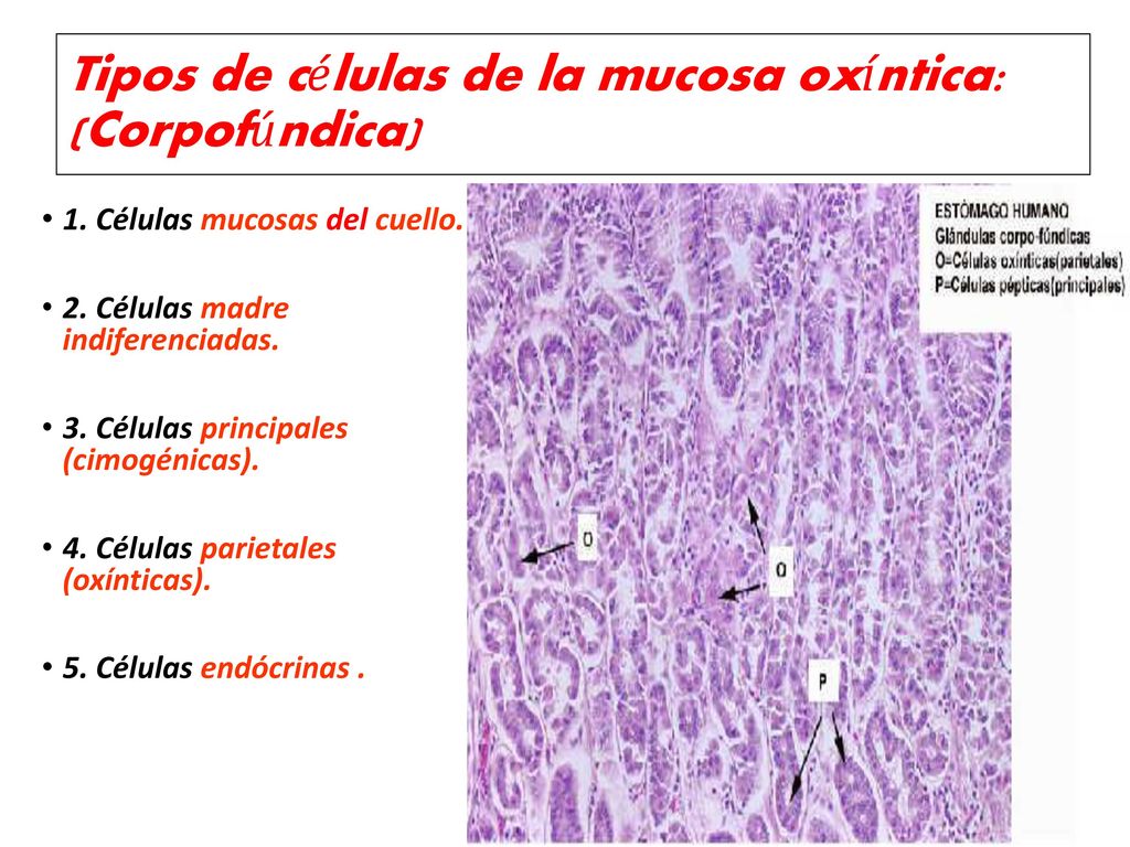 Tipos de células de la mucosa oxíntica: (Corpofúndica)