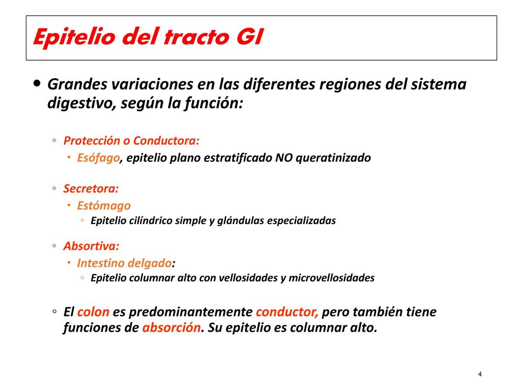 Epitelio del tracto GI Grandes variaciones en las diferentes regiones del sistema digestivo, según la función: