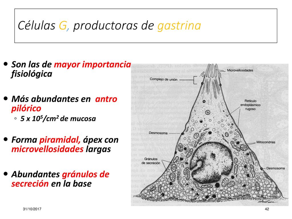 Células G, productoras de gastrina
