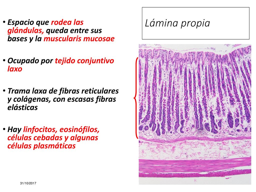 Lámina propia Espacio que rodea las glándulas, queda entre sus bases y la muscularis mucosae. Ocupado por tejido conjuntivo laxo.