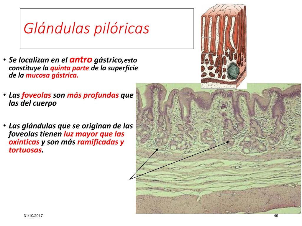 Glándulas pilóricas Se localizan en el antro gástrico,esto constituye la quinta parte de la superficie de la mucosa gástrica.