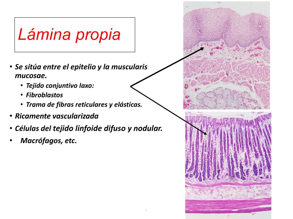 Lámina propia Se sitúa entre el epitelio y la muscularis mucosae.
