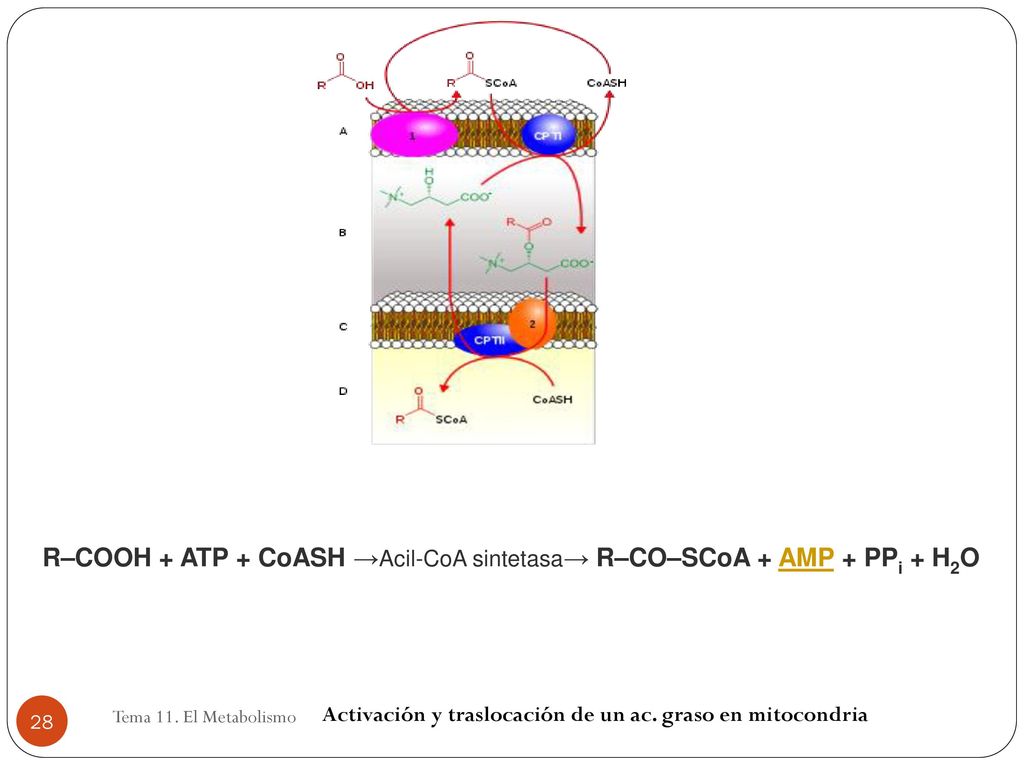 R–COOH + ATP + CoASH →Acil-CoA sintetasa→ R–CO–SCoA + AMP + PPi + H2O