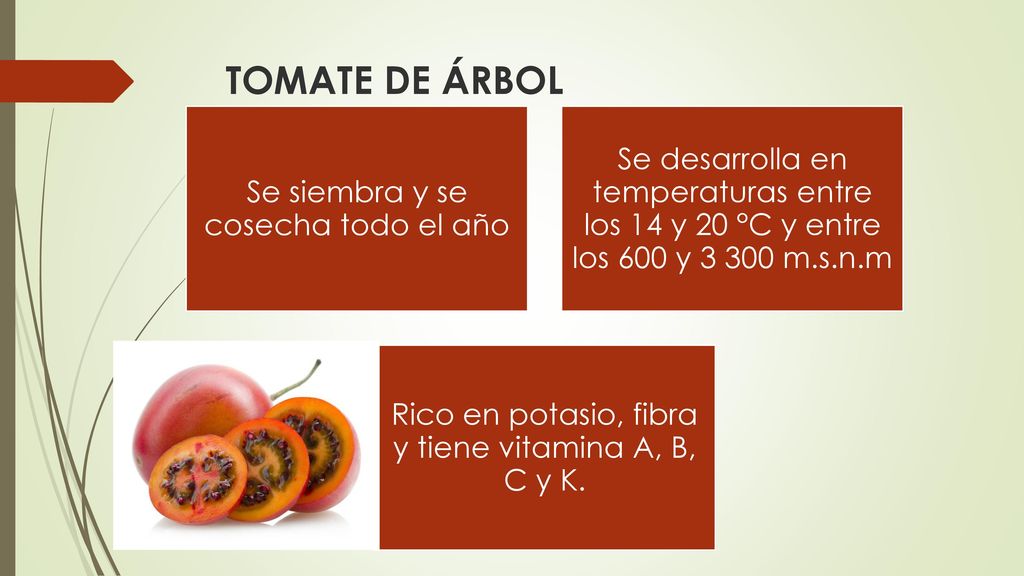 TOMATE DE ÁRBOL Se siembra y se cosecha todo el año. Se desarrolla en temperaturas entre los 14 y 20 °C y entre los 600 y m.s.n.m.