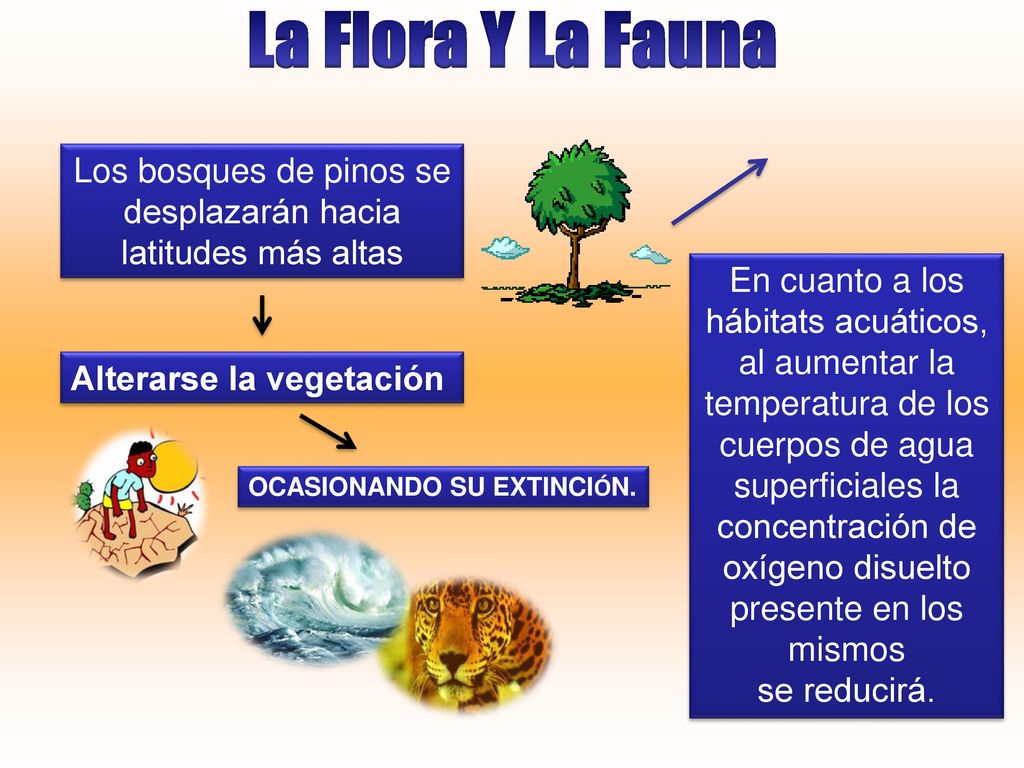 La Flora Y La Fauna . Los bosques de pinos se desplazarán hacia latitudes más altas. En cuanto a los hábitats acuáticos, al aumentar la.