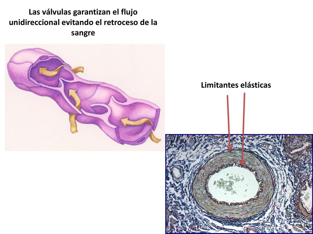 Las válvulas garantizan el flujo unidireccional evitando el retroceso de la sangre