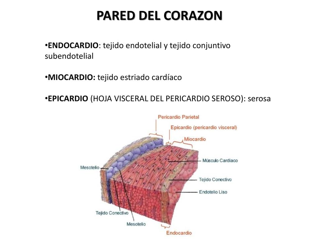 PARED DEL CORAZON ENDOCARDIO: tejido endotelial y tejido conjuntivo subendotelial. MIOCARDIO: tejido estriado cardíaco.