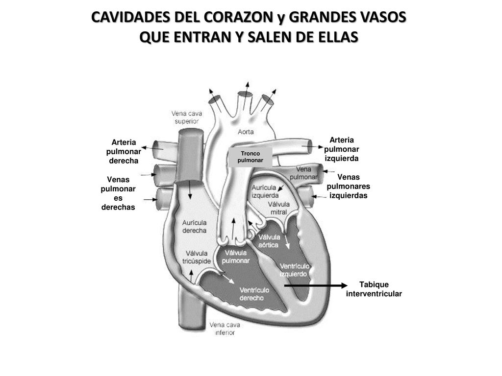 CAVIDADES DEL CORAZON y GRANDES VASOS QUE ENTRAN Y SALEN DE ELLAS