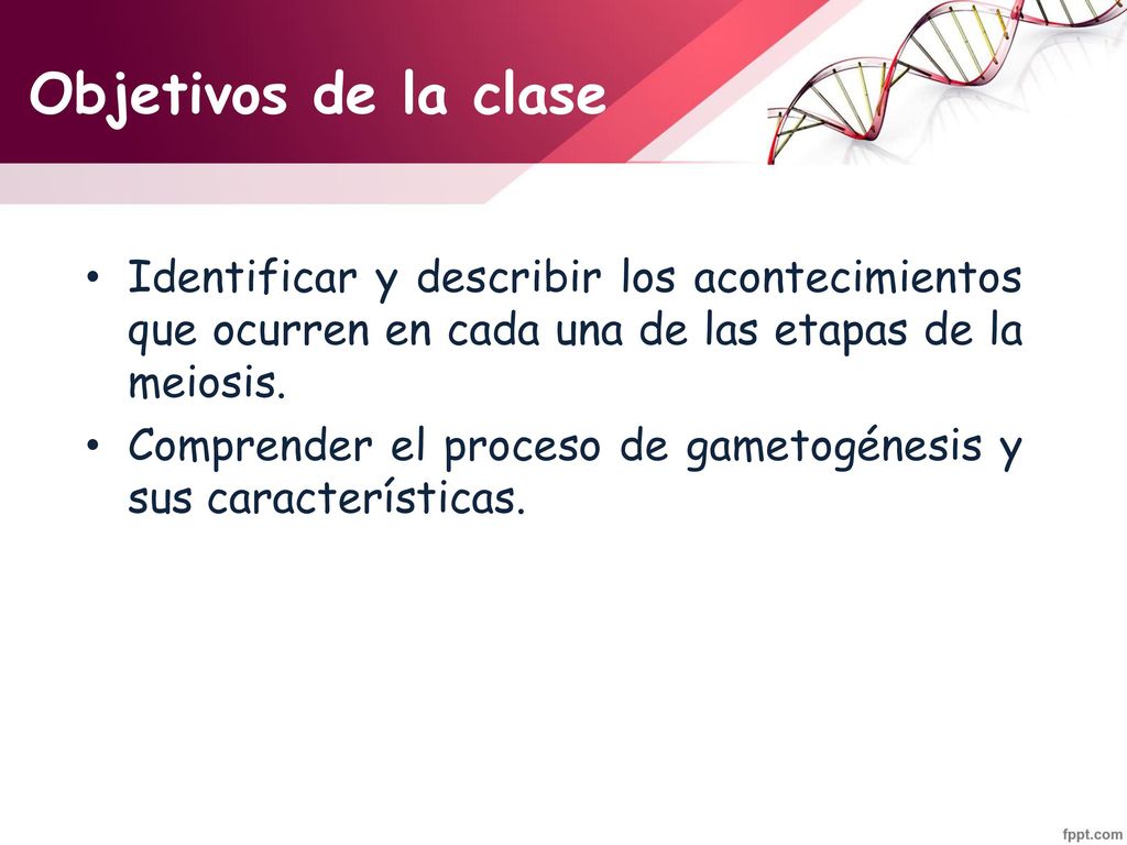 Objetivos de la clase Identificar y describir los acontecimientos que ocurren en cada una de las etapas de la meiosis.