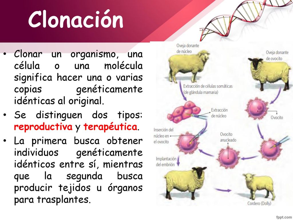 Clonación Clonar un organismo, una célula o una molécula significa hacer una o varias copias genéticamente idénticas al original.