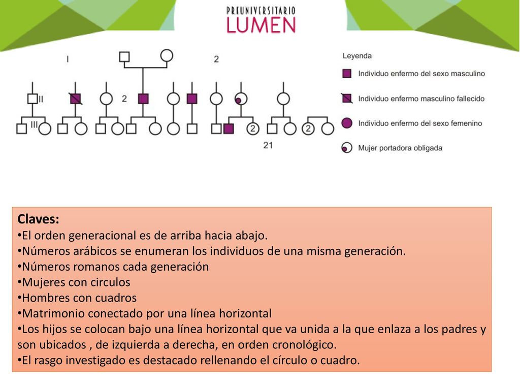 Claves: El orden generacional es de arriba hacia abajo.