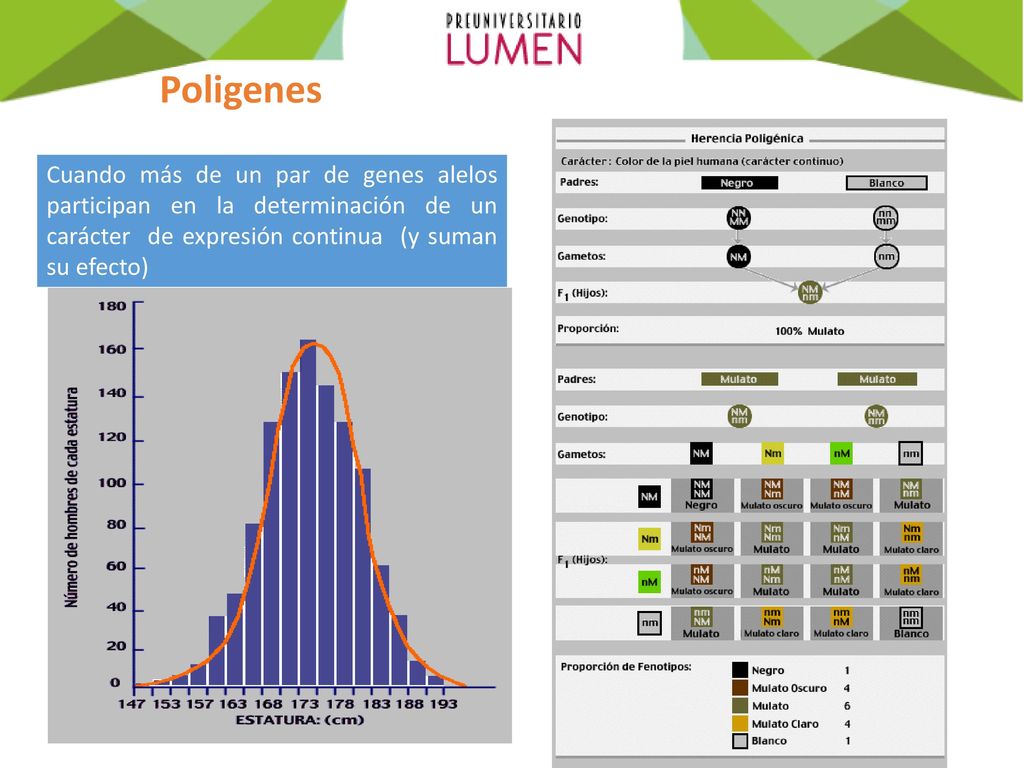 Poligenes Cuando más de un par de genes alelos participan en la determinación de un carácter de expresión continua (y suman su efecto)