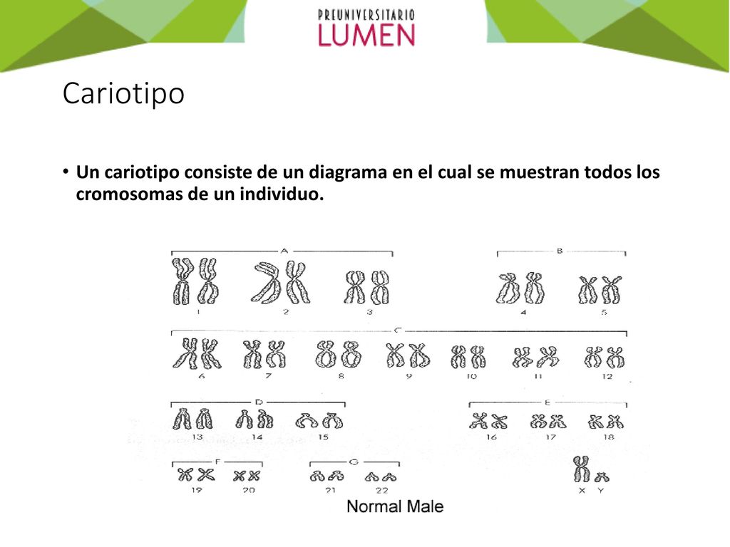 Cariotipo Un cariotipo consiste de un diagrama en el cual se muestran todos los cromosomas de un individuo.