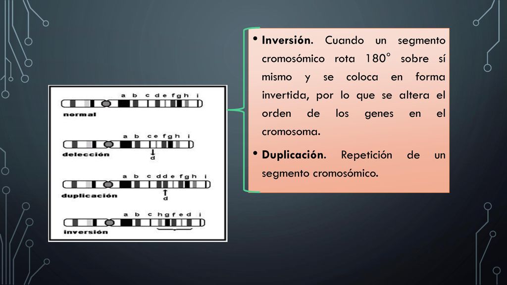 Inversión. Cuando un segmento cromosómico rota 180° sobre sí mismo y se coloca en forma invertida, por lo que se altera el orden de los genes en el cromosoma.