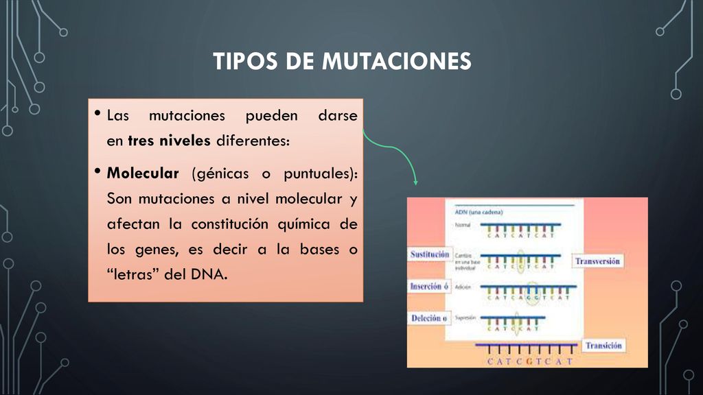 Tipos de mutaciones Las mutaciones pueden darse en tres niveles diferentes:
