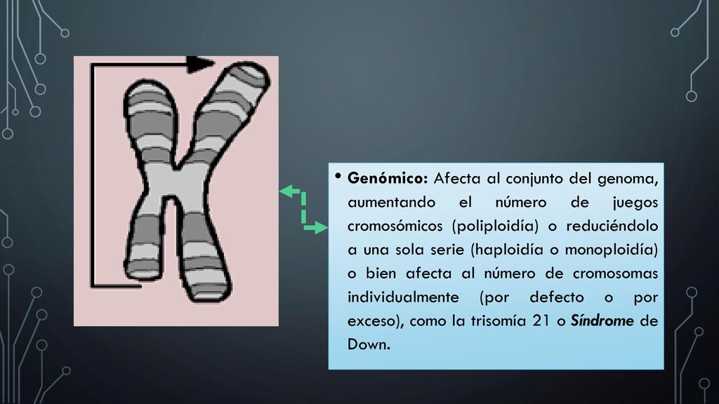 Genómico: Afecta al conjunto del genoma, aumentando el número de juegos cromosómicos (poliploidía) o reduciéndolo a una sola serie (haploidía o monoploidía) o bien afecta al número de cromosomas individualmente (por defecto o por exceso), como la trisomía 21 o Síndrome de Down.