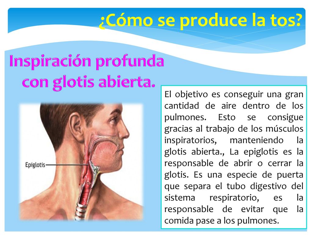 ¿Cómo se produce la tos Inspiración profunda con glotis abierta.