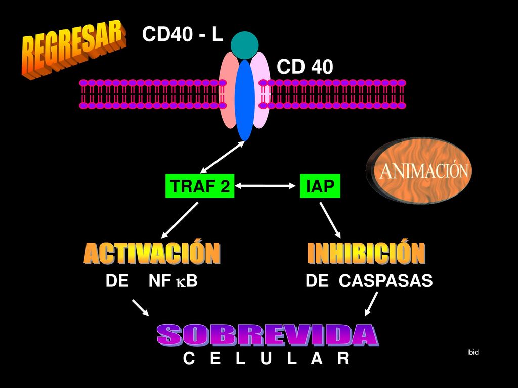 REGRESAR ACTIVACIÓN INHIBICIÓN SOBREVIDA CD40 - L CD 40 TRAF 2 IAP