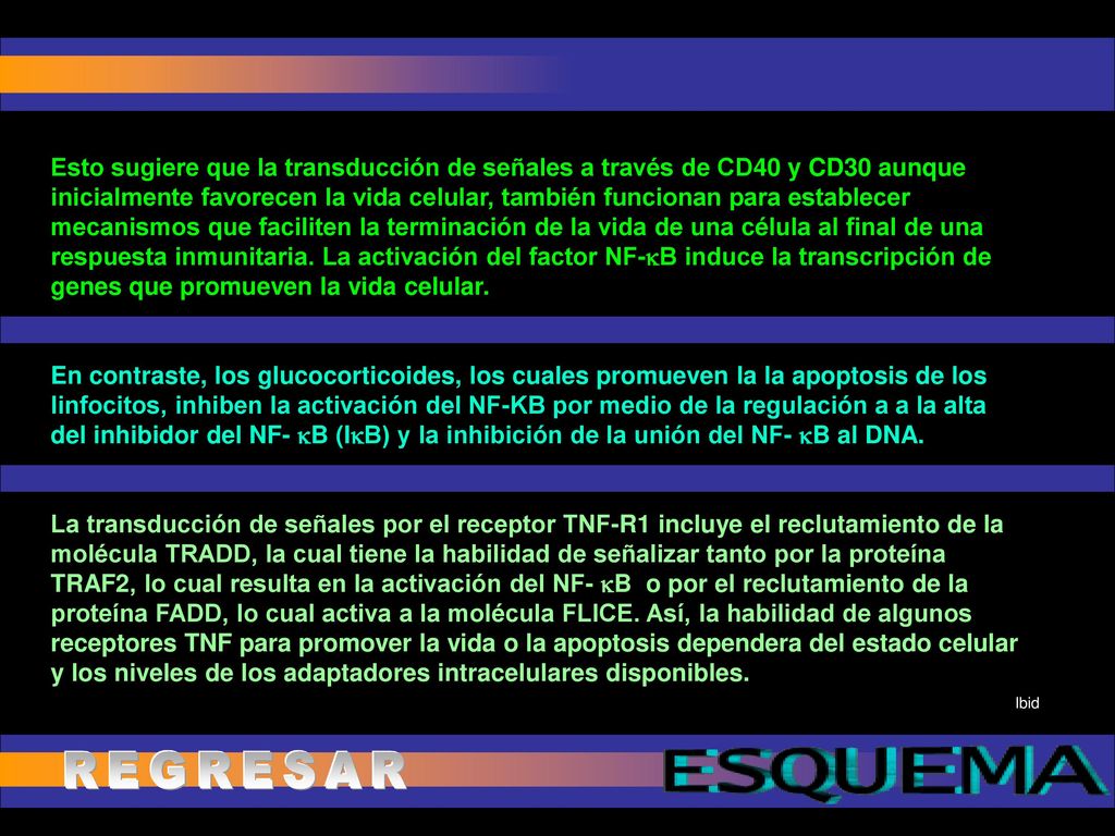 Esto sugiere que la transducción de señales a través de CD40 y CD30 aunque inicialmente favorecen la vida celular, también funcionan para establecer mecanismos que faciliten la terminación de la vida de una célula al final de una respuesta inmunitaria. La activación del factor NF-B induce la transcripción de genes que promueven la vida celular.