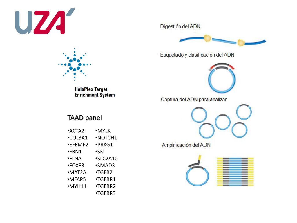 TAAD panel ACTA2 COL3A1 EFEMP2 FBN1 FLNA FOXE3 MAT2A MFAP5 MYH11 MYLK