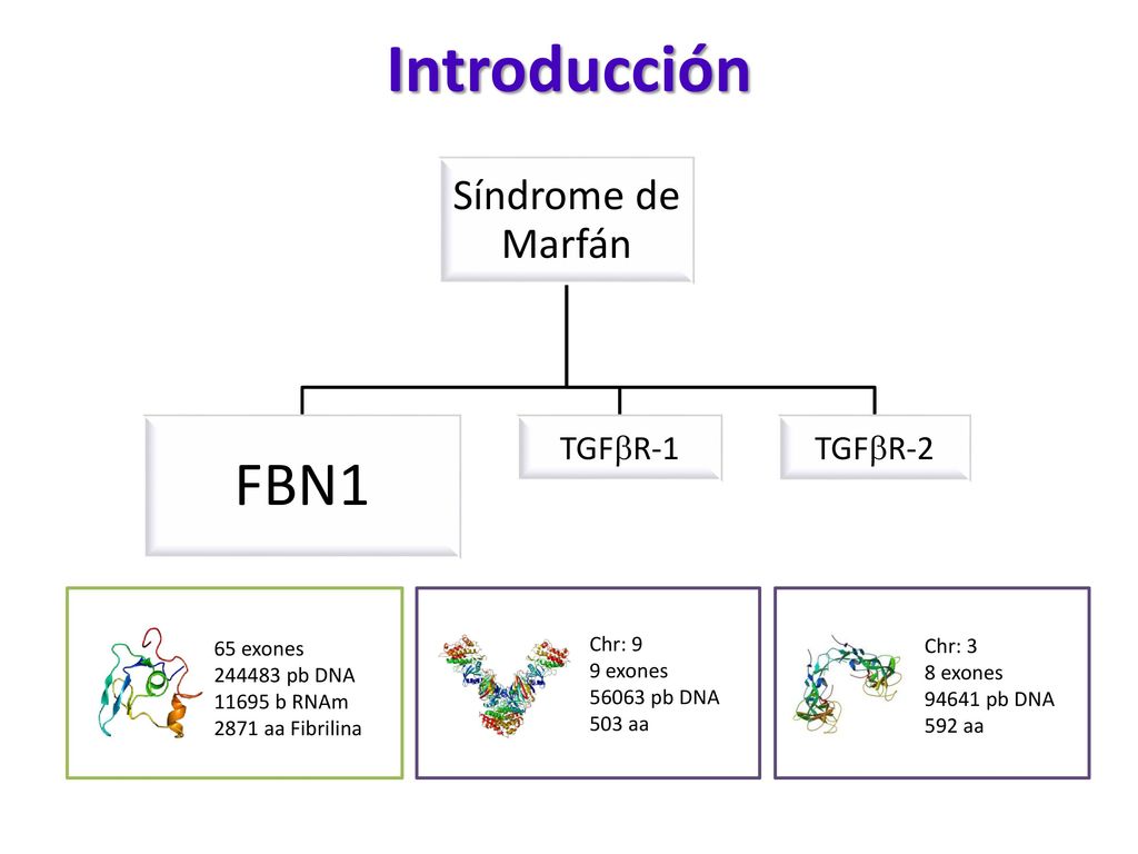 Introducción FBN1 Síndrome de Marfán TGFbR-1 TGFbR-2 65 exones Chr: 9