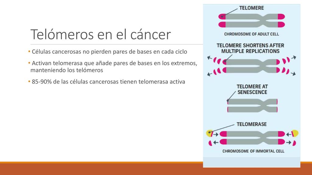 Telómeros en el cáncer Células cancerosas no pierden pares de bases en cada ciclo.