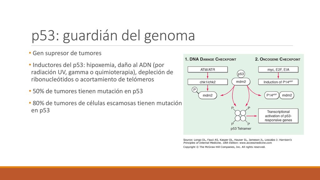 p53: guardián del genoma Gen supresor de tumores