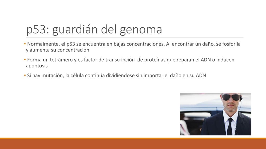 p53: guardián del genoma Normalmente, el p53 se encuentra en bajas concentraciones. Al encontrar un daño, se fosforila y aumenta su concentración.