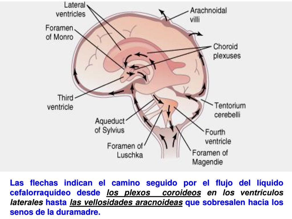 Las flechas indican el camino seguido por el flujo del líquido cefalorraquídeo desde los plexos coroideos en los ventrículos laterales hasta las vellosidades aracnoideas que sobresalen hacia los senos de la duramadre.