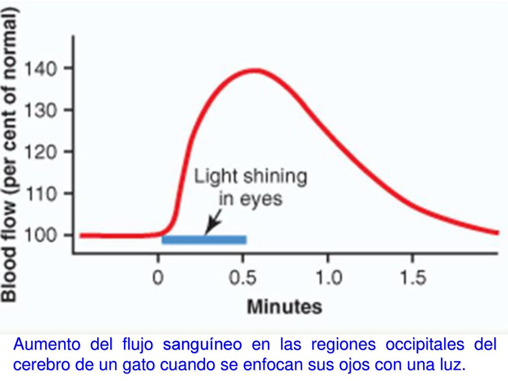 Aumento del flujo sanguíneo en las regiones occipitales del cerebro de un gato cuando se enfocan sus ojos con una luz.