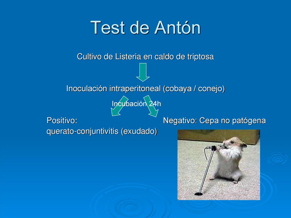 Test de Antón Cultivo de Listeria en caldo de triptosa