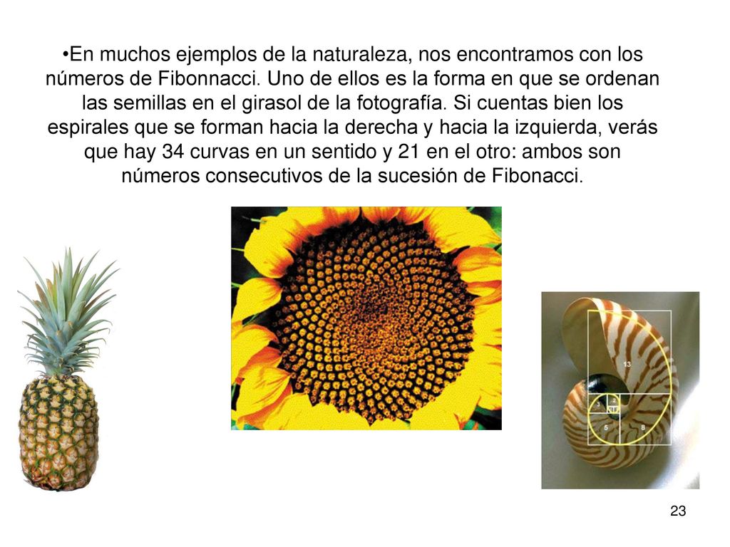 En muchos ejemplos de la naturaleza, nos encontramos con los números de Fibonnacci. Uno de ellos es la forma en que se ordenan las semillas en el girasol de la fotografía. Si cuentas bien los espirales que se forman hacia la derecha y hacia la izquierda, verás que hay 34 curvas en un sentido y 21 en el otro: ambos son números consecutivos de la sucesión de Fibonacci.