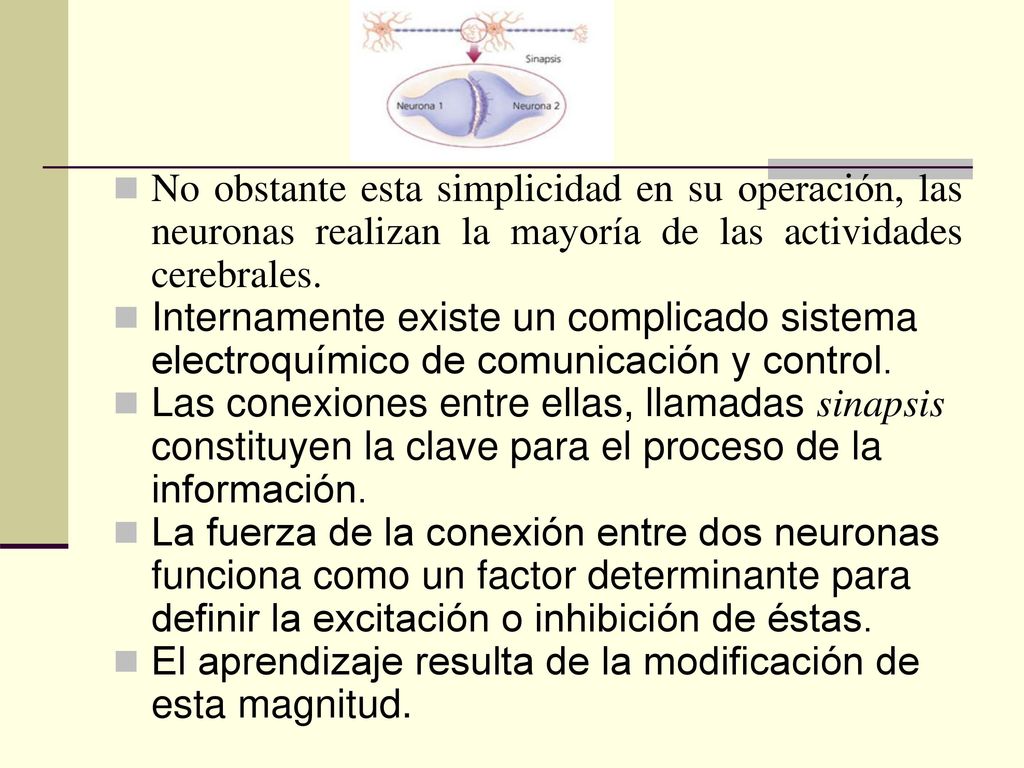 No obstante esta simplicidad en su operación, las neuronas realizan la mayoría de las actividades cerebrales.