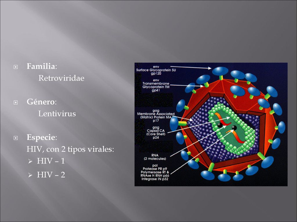 Familia: Retroviridae Género: Lentivirus Especie: HIV, con 2 tipos virales: HIV – 1 HIV – 2
