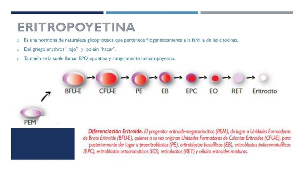 ERITROPOYETINA es una hormona de naturaleza glicoproteíca que pertenece filogenéticamente a la familia de las citocinas.