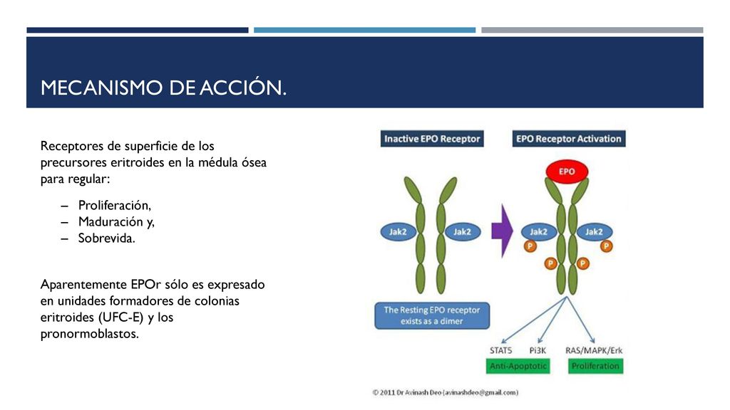 Mecanismo de acción. Receptores de superficie de los precursores eritroides en la médula ósea para regular: