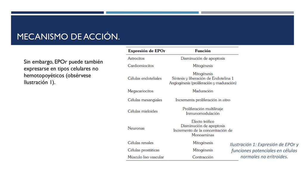 Mecanismo de acción. Sin embargo, EPOr puede también expresarse en tipos celulares no hemotopoyéticos (obsérvese Ilustración 1).