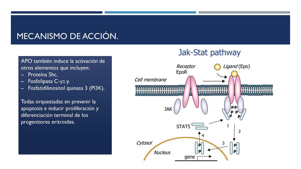 Mecanismo de acción. APO también induce la activación de otros elementos que incluyen: Proteína Shc,