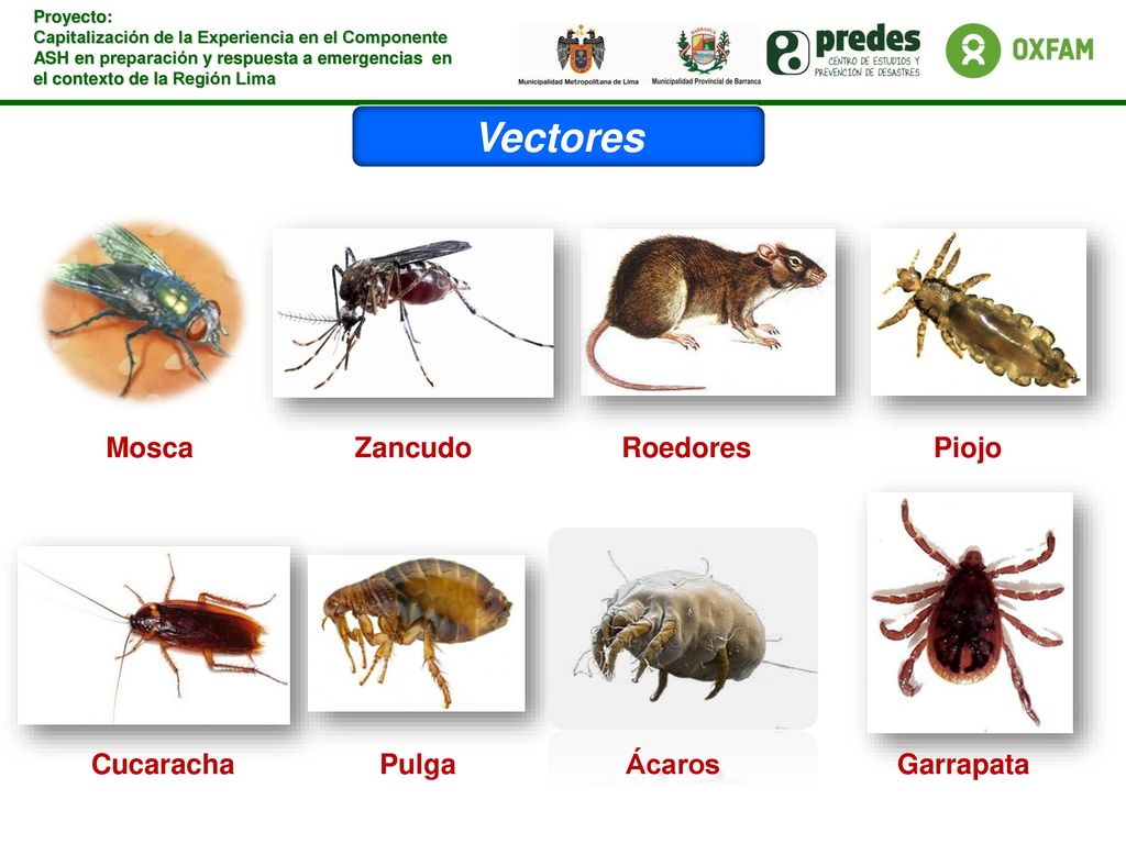Vectores Mosca Zancudo Roedores Piojo Cucaracha Pulga Ácaros Garrapata